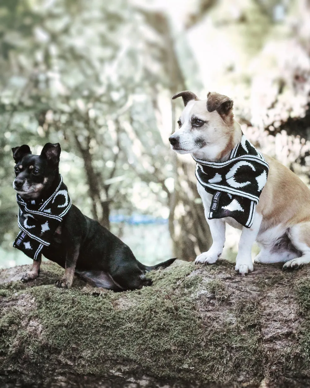 Moon Pupper Scarf - Dog or Cat