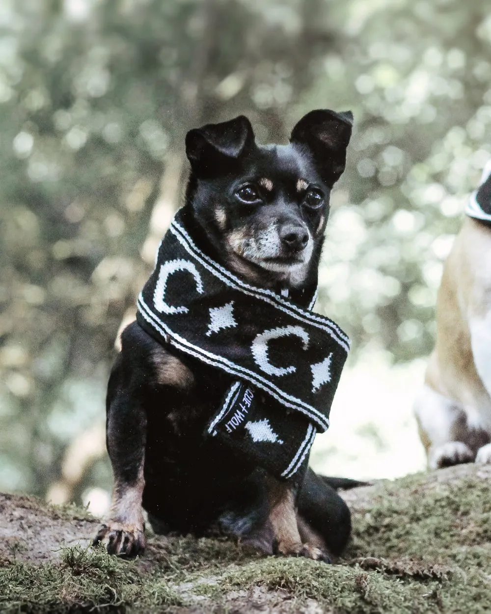 Moon Pupper Scarf - Dog or Cat